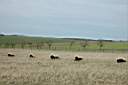 ranch158.JPG