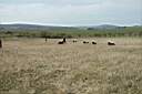 ranch160.JPG