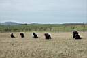 ranch163.JPG